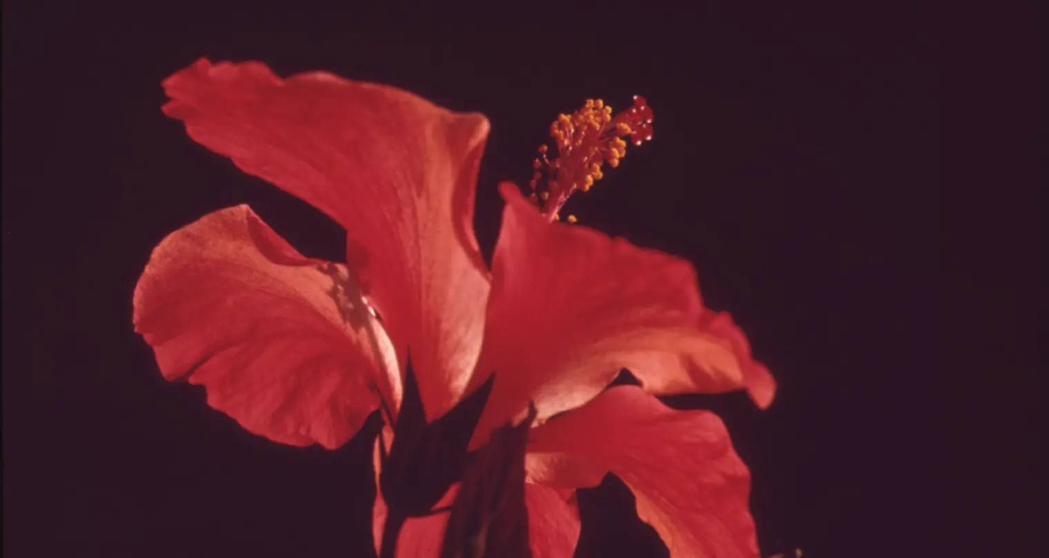 Photography close up of a red flower.